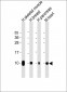 COX7A1 Antibody (Center)